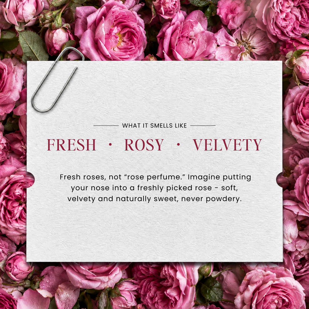 Gulabi Damask Rose perfume oil fragrance notes — Boond Naturals