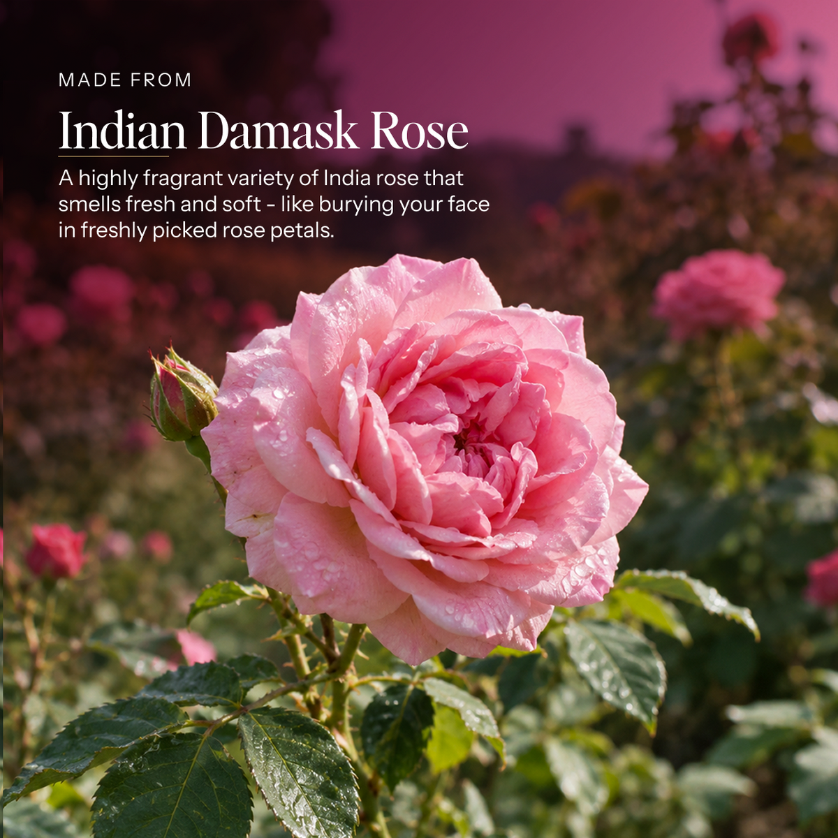 Gulabi Damask Rose perfume oil with its natural ingredients — Boond Naturals