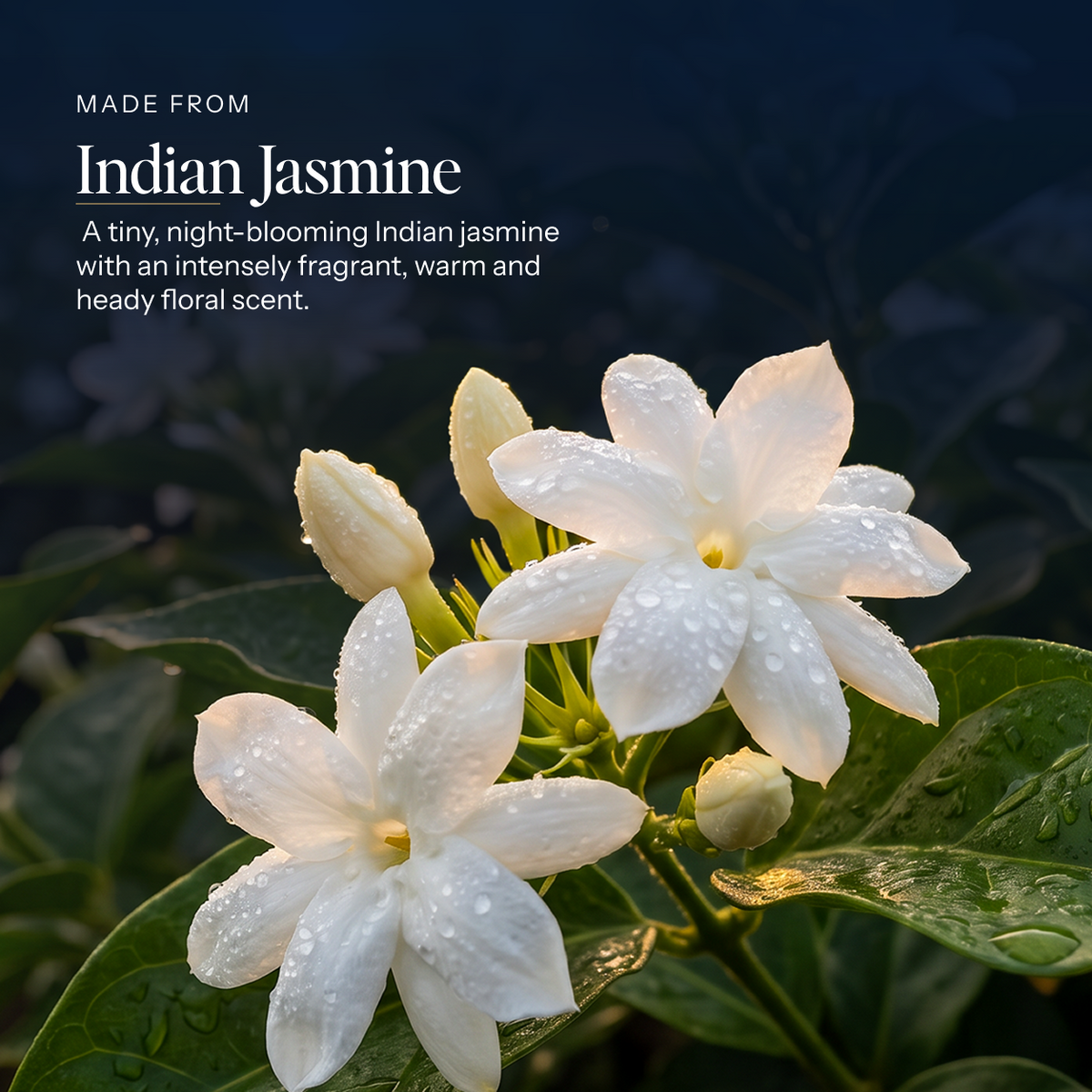 Motiya jasmine perfume oil with its natural ingredients — Boond Naturals