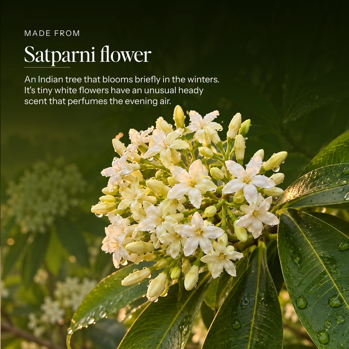 Satparni forest flower perfume oil with its natural ingredients — Boond Naturals